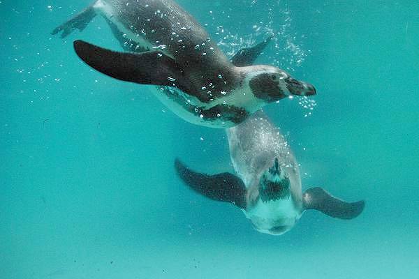 Lustige Tiere