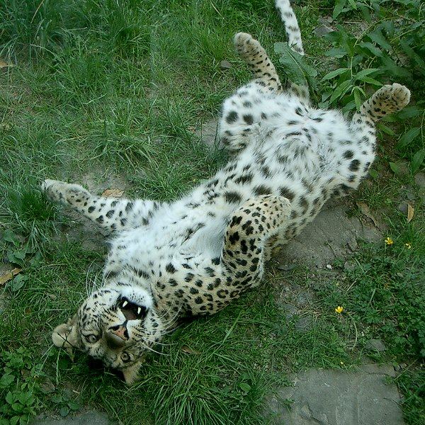 Katzen