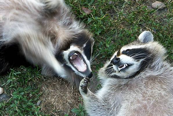 Kleine Tiere