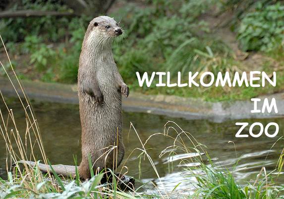 Otter sagt Hallo