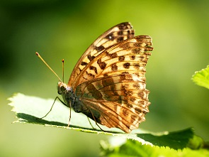 Schmetterling