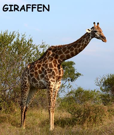 Giraffe