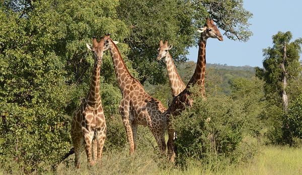Herde am Mahonie Loop