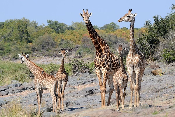 Viele Giraffen