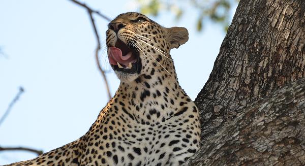 So nah nur in Sabi Sand