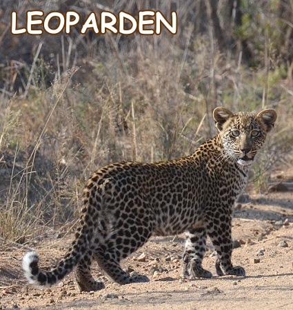Kleiner Leopard