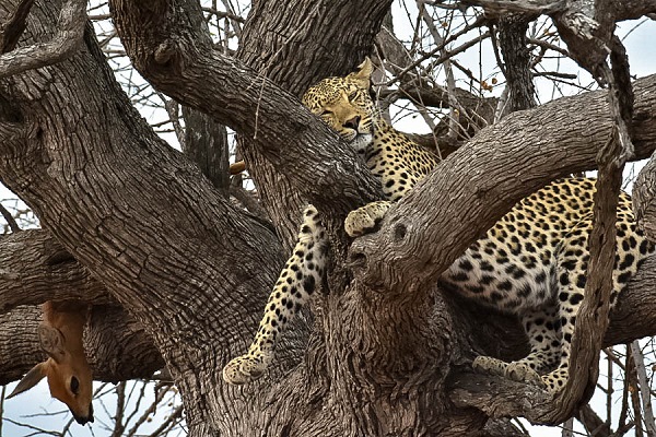 Relaxed nach der Jagd