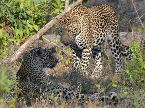 Leoparden