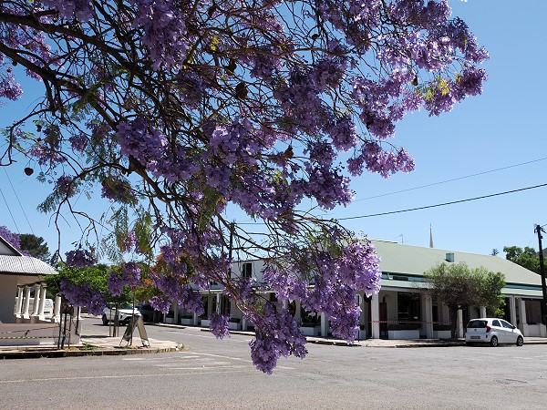 Blüten im Vordergrund