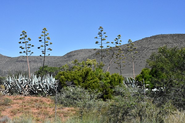 Agaven bei Graff-Reinet