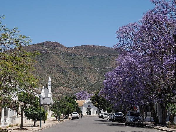 Straße mit Jaccarandas
