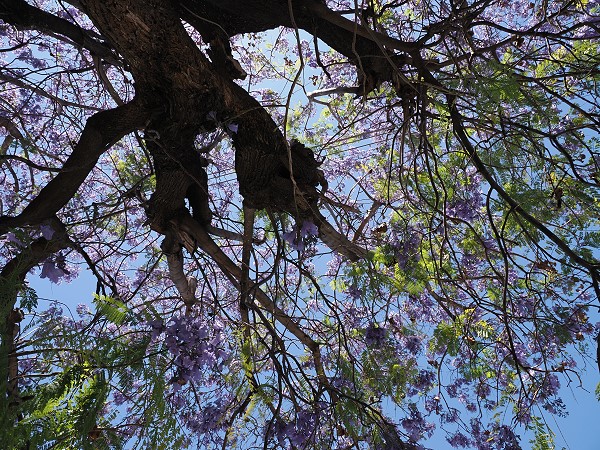 Jacaranda