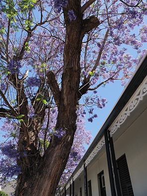 Jaccarandas