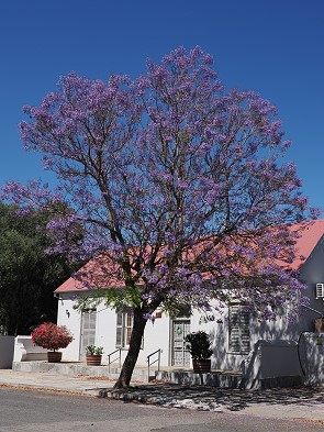 Jacaranda
