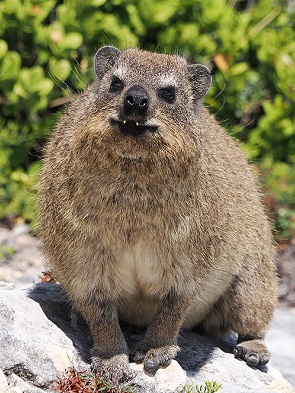 Dassie