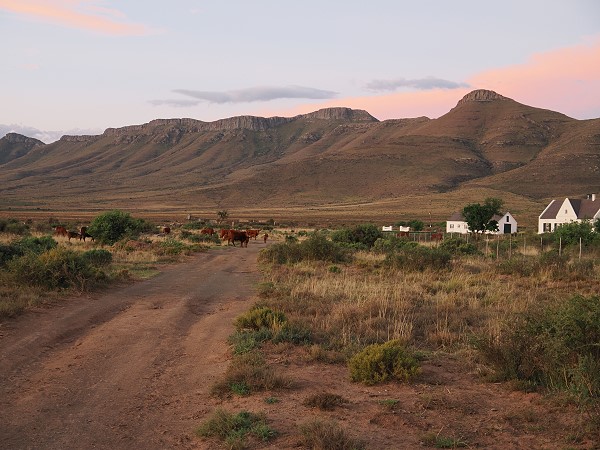 Abendstimmung mit Rindern