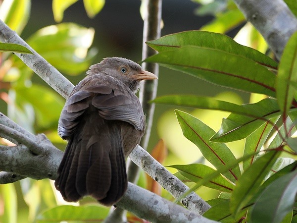 Gelbschnabel Häherling