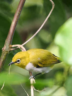White Eye